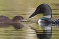 Common Loon Feeding a Green Caterpillar to its Chick Royalty Free Stock Photo