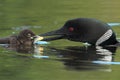 Common Loon Feeding a Sunfish to its Young Chick