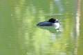 Common Loon floating alone in pond with with reflection of green foilage, and black and white pattern on loon`s plummage Royalty Free Stock Photo