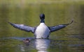 A Common Loon gavia immer with chick beside her breaches and spreads her wings in the morning in Ontario, Canada