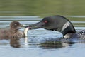 Common Loon (Gavia immer) Feeding a Fish to its Baby Royalty Free Stock Photo