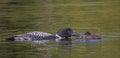 A Common Loon Gavia immer feeding its chick in Ontario, Canada Royalty Free Stock Photo