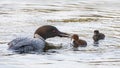 A Common Loon Gavia immer feeding its chick in Ontario, Canada Royalty Free Stock Photo