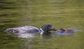 A Common Loon Gavia immer feeding its chick in Ontario, Canada Royalty Free Stock Photo
