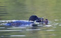 A Common Loon Gavia immer feeding its chick in Ontario, Canada Royalty Free Stock Photo