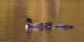 A Common Loon Gavia immer feeding its chick in Ontario, Canada Royalty Free Stock Photo