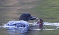 A Common Loon Gavia immer feeding its chick in Ontario, Canada Royalty Free Stock Photo