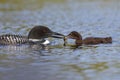 Common Loon feeding a freshly caught fish to its chick Royalty Free Stock Photo