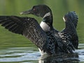 Common Loon (Gavia immer) with a fish Royalty Free Stock Photo