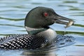 Common Loon (Gavia immer) fishing Royalty Free Stock Photo