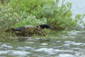 Common Loon (Gavia immer)Iceland Royalty Free Stock Photo