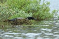 Common Loon (Gavia immer)Iceland Royalty Free Stock Photo