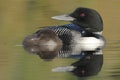 Common Loon (Gavia immer) with its Baby Royalty Free Stock Photo