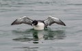 Common Loon Gavia immer male has striking black and white plumage in the springtime as he begins to dive