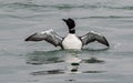 Common Loon Gavia immer male has striking black and white plumage in the springtime