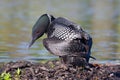 A Common Loon Gavia immer on nest checking her two eggs on Wilson Lake, Que, Canada Royalty Free Stock Photo