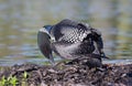 A Common Loon Gavia immer on nest checking her two eggs on Wilson Lake, Que, Canada Royalty Free Stock Photo