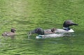 Common Loon Gavia immer Parent feeding Baby Chick on lake Royalty Free Stock Photo