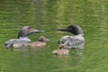 Common Loon Gavia immer Parents and Chicks Royalty Free Stock Photo