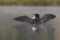 Common Loon (Gavia immer) Rising From a Misty Lake