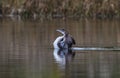 Common Loon, Gavia Immer in a hidden lagoon in west Central Florida