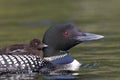 A Common Loon Gavia immer swimming with chick on her back on Wilson Lake, Que, Canada Royalty Free Stock Photo