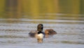 A Common Loon Gavia immer swimming with chick by her side on White Lake, Ontario, Canada Royalty Free Stock Photo