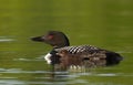 A Common Loon Gavia immer swimming with chick by her side on Wilson Lake, Que, Canada Royalty Free Stock Photo