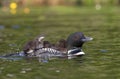 A Common Loon Gavia immer swimming with chick by her side on Wilson Lake, Que, Canada Royalty Free Stock Photo