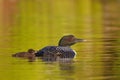 A Common Loon Gavia immer swimming with chick by her side on Wilson Lake, Que, Canada Royalty Free Stock Photo