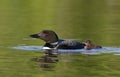 A Common Loon Gavia immer swimming with chick by her side on Wilson Lake, Que, Canada Royalty Free Stock Photo