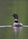 A Common Loon Gavia immer swimming with chick by her side on Wilson Lake, Que, Canada Royalty Free Stock Photo