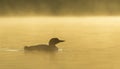 Common Loon Gavia immer swimming in early morning sunrise mist on a lake in Quebec, Canada