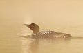 A Common Loon Gavia immer swimming in early morning sunrise mist on Wilson Lake, Que, Canada