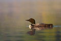 A Common Loon Gavia immer swimming  early morning on Wilson Lake, Que, Canada Royalty Free Stock Photo