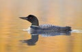 A Common Loon Gavia immer swimming in golden water at sunrise in Quebec, Canada