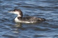 Common Loon Gavia immer Royalty Free Stock Photo