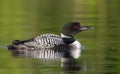 A Common Loon Gavia immer swimming on a reflective coloured lake in Ontario, Canada