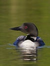 A Common Loon Gavia immer swimming on a reflective coloured lake in Ontario, Canada Royalty Free Stock Photo