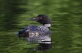 A Common Loon Gavia immer swimming on a reflective coloured lake in Ontario, Canada