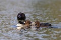 A Common Loon Gavia immer swimming with chick by her side on Wilson Lake, Que, Canada Royalty Free Stock Photo