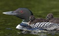 A Common Loon swimming with two chicks on her back on Wilson Lake, Que, Canada Royalty Free Stock Photo