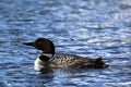 Common Loon or Great Northern Diver Royalty Free Stock Photo