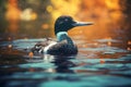 Common loon or great northern diver - Gavia immer. Duck loon bird animal swims on blue water in the river or lake. Generative AI