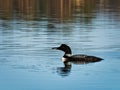 Common loon or great northern diver - gavia immer - Minnesota State Bird Royalty Free Stock Photo