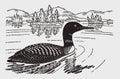 Common loon or great northern diver gavia immer swimming on a lake
