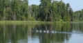 Common Loon or Great Northern Diver