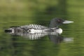 Common Loon - Haliburton, Ontario Royalty Free Stock Photo