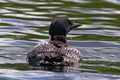 A Common Loon and her Chick