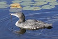 Common loon (immature) Royalty Free Stock Photo